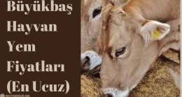 Büyükbaş Hayvan Yem Fiyatları (En Ucuz)