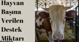 Hayvan Başına Verilen Destek Miktarı