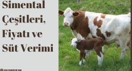 Simental Çeşitleri, Fiyatı ve Süt Verimi