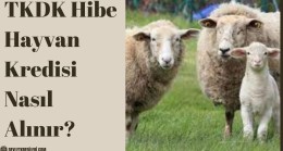 TKDK Hibe Hayvan Kredisi Nasıl Alınır?