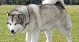 Dünyanın En Güçlü Köpeği