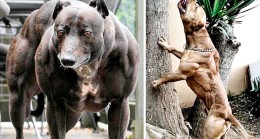 En Güçlü Köpek