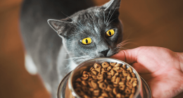 Hills Kısırlaştırılmış Kedi Maması