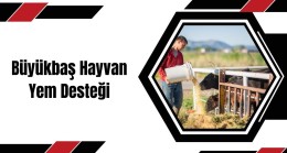 Büyükbaş Hayvan Yem Desteği