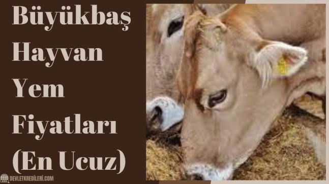 Büyükbaş Hayvan Yem Fiyatları (En Ucuz)