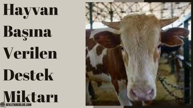 Hayvan Başına Verilen Destek Miktarı