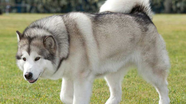 Dünyanın En Güçlü Köpeği