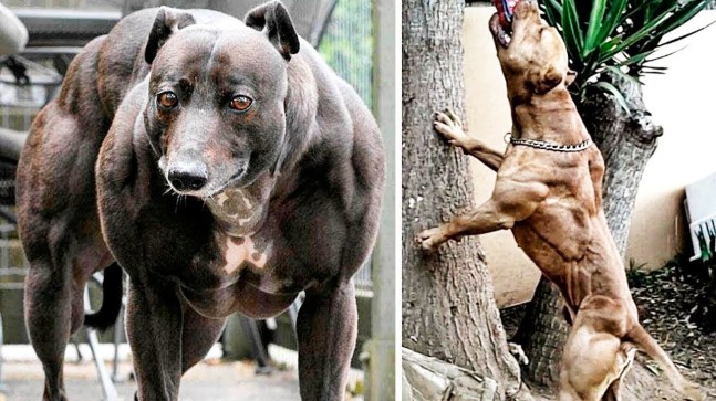 En Güçlü Köpek