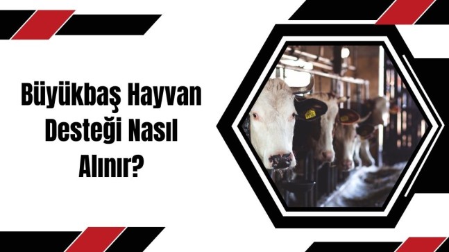 Büyükbaş Hayvan Desteği Nasıl Alınır?