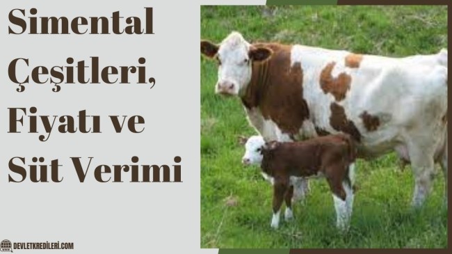 Simental Çeşitleri, Fiyatı ve Süt Verimi