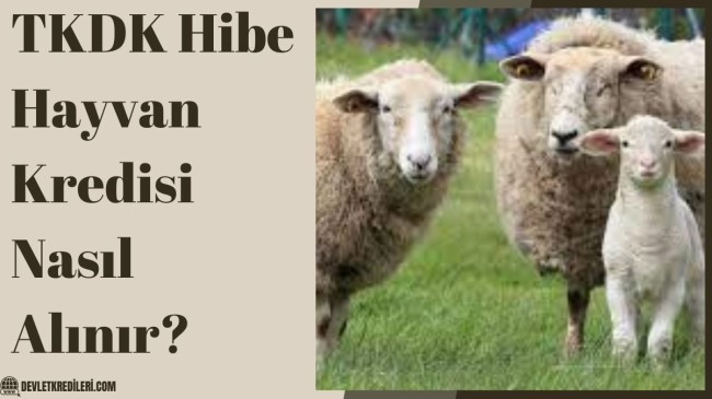 TKDK Hibe Hayvan Kredisi Nasıl Alınır?