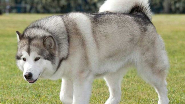 Dünyanın En Güçlü Köpeği
