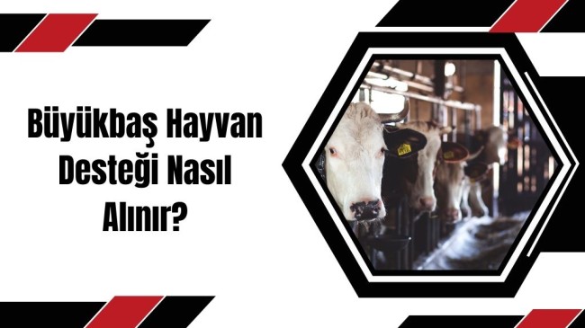 Büyükbaş Hayvan Desteği Nasıl Alınır?