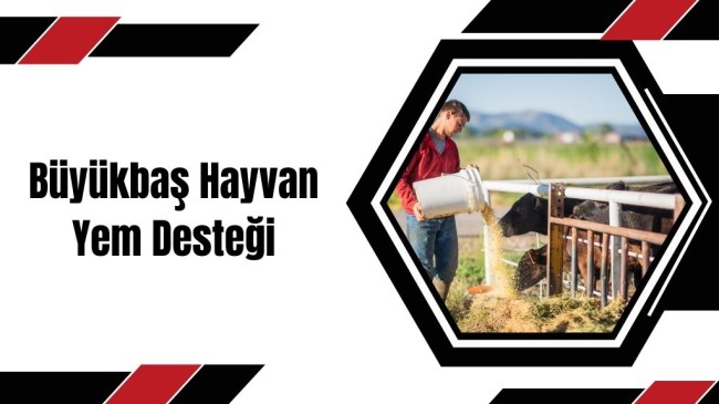 Büyükbaş Hayvan Yem Desteği