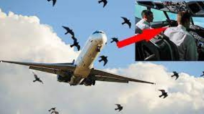 Kuşlar uçağın peşini bırakmadılar
