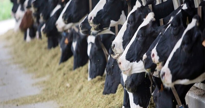 30 Kilo Süt Veren Simental Montofon Holstein İnek Fiyatları