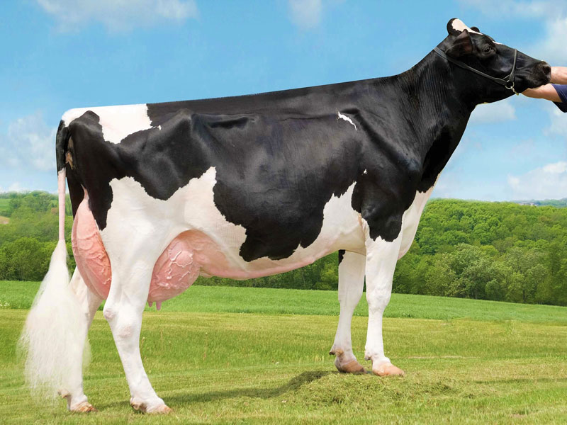 Holstein İnek Fiyatları Özellikleri ve Süt Verimi