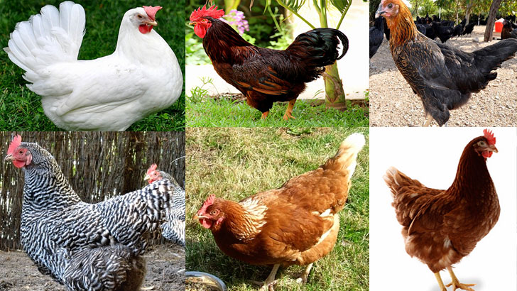 En Fazla Para Kazandıran Tavuk Cinsleri ve Çeşitleri