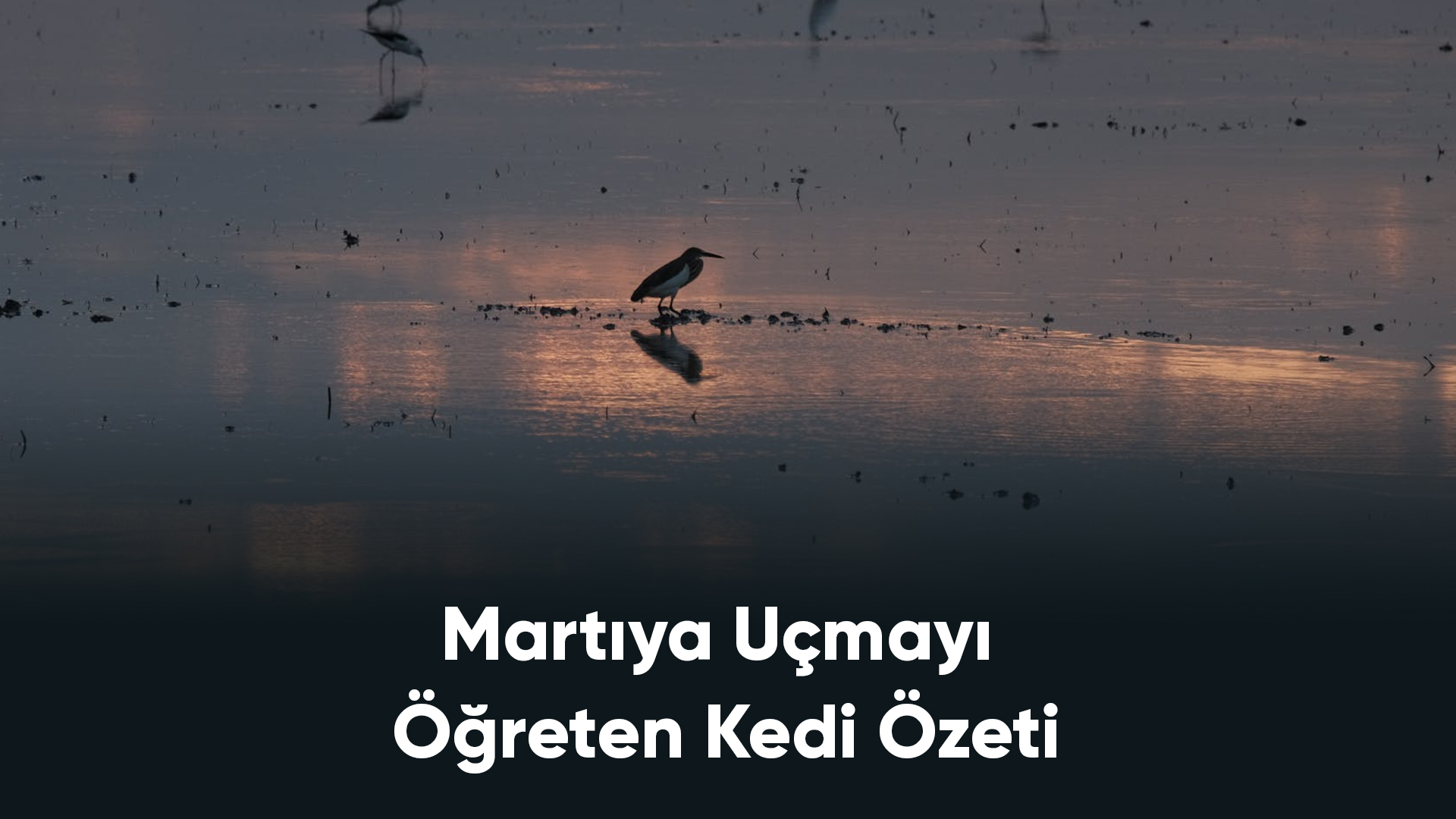 Martıya Uçmayı Öğreten Kedi Özeti