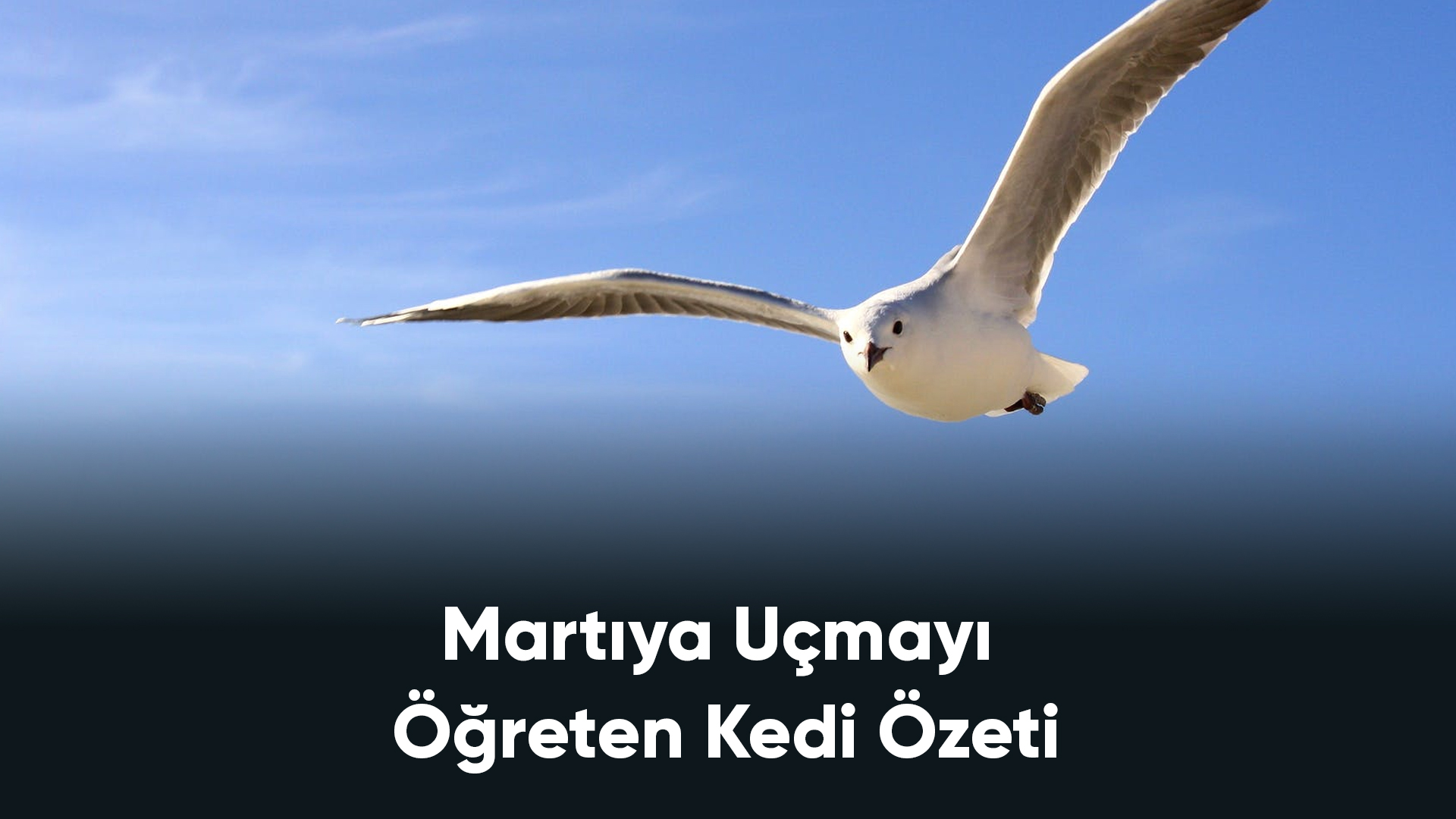 Martıya Uçmayı Öğreten Kedi Özeti