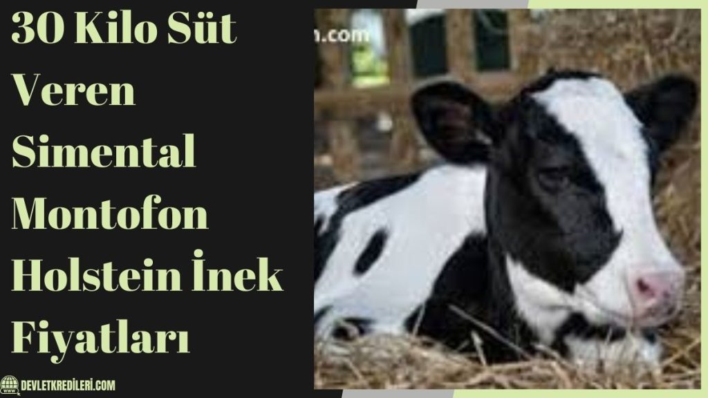 30 Kilo Süt Veren Simental Montofon Holstein İnek Fiyatları