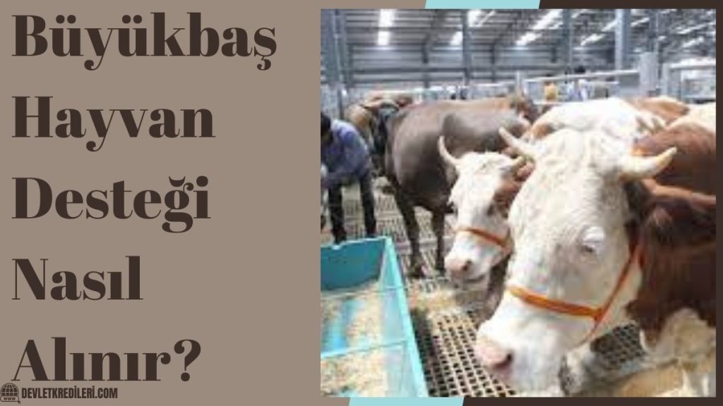 Büyükbaş Hayvan Desteği Nasıl Alınır?
