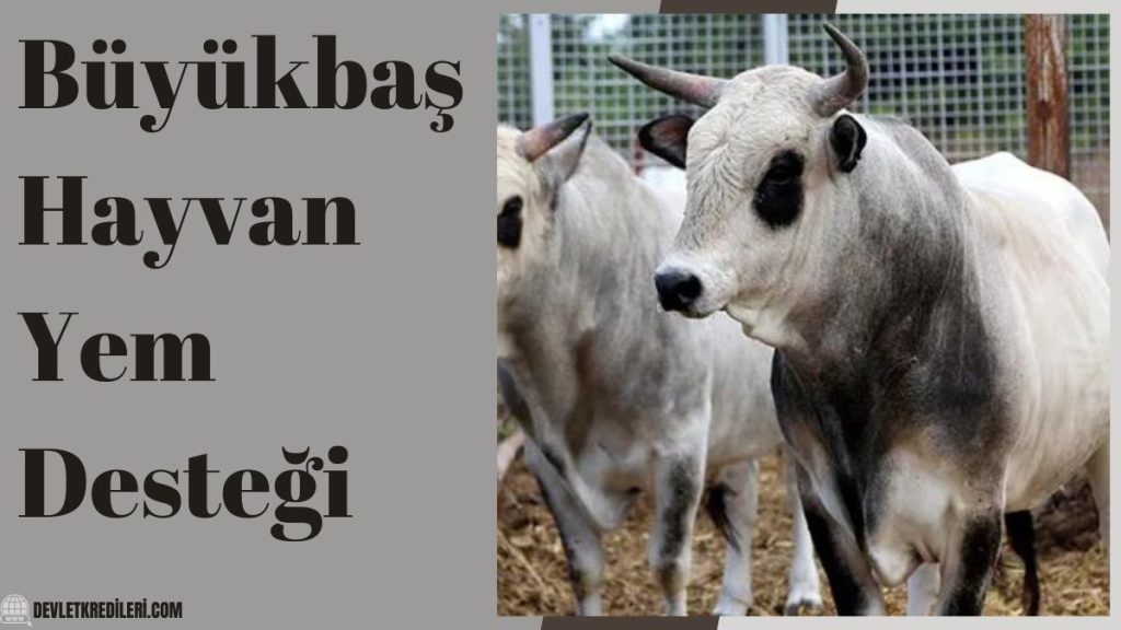 Büyükbaş Hayvan Yem Desteği