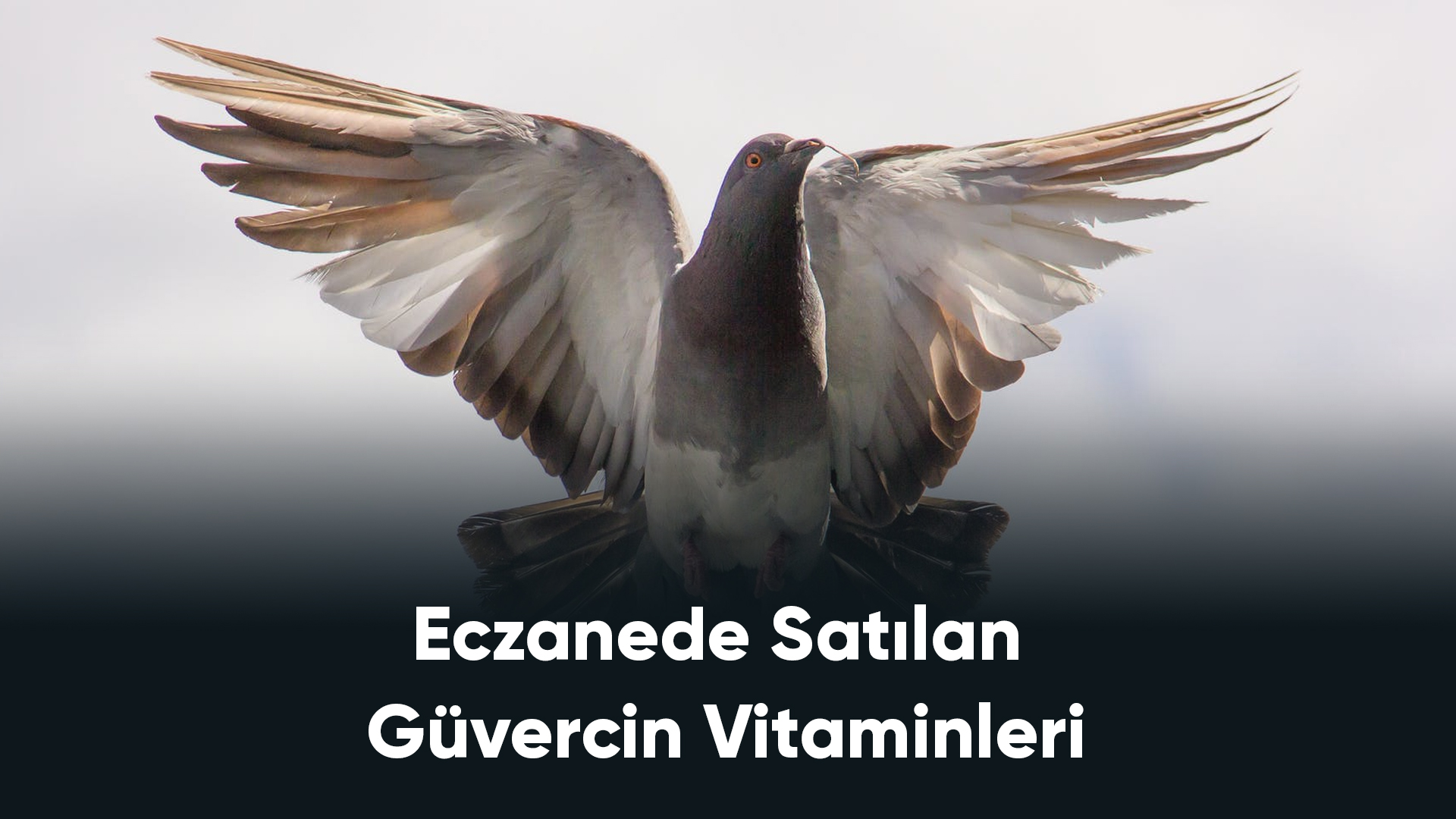 Eczanede Satılan Güvercin Vitaminleri