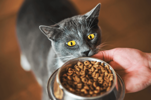 Hills Kısırlaştırılmış Kedi Maması